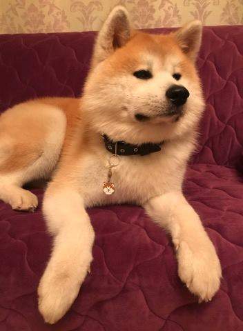 obesek za psa akita inu