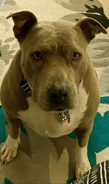 obesek za psa - Ameriški staffordshirski terier