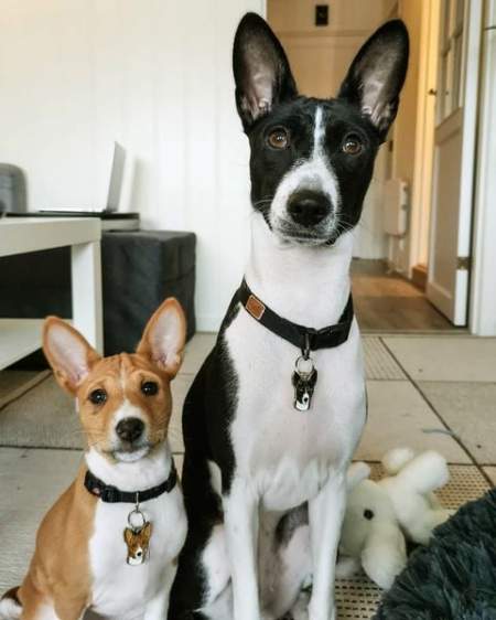 Gravirani obeski ya pse, Basenji.