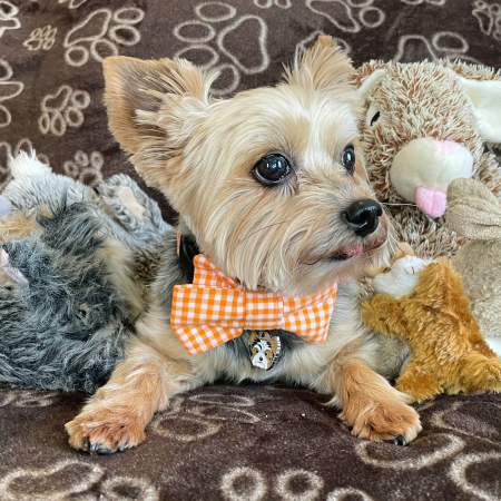 Obesek za psa z gravuro beaver yorkshire terrier