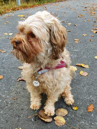 Obesek za psa z gravuro Bolonka zwetna