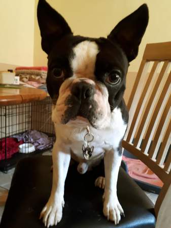 Obesek za psa - bostonski terier