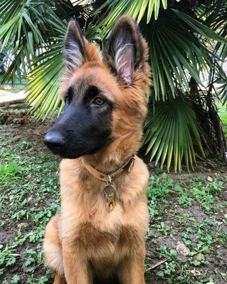 Obesek za psa z gravuro nemški ovčar