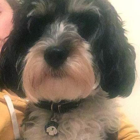 obesek za psa Havanski bišon