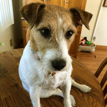 obesek za psa zgraviran jack russel terrier