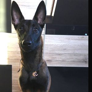malinois - belgijski ovčar