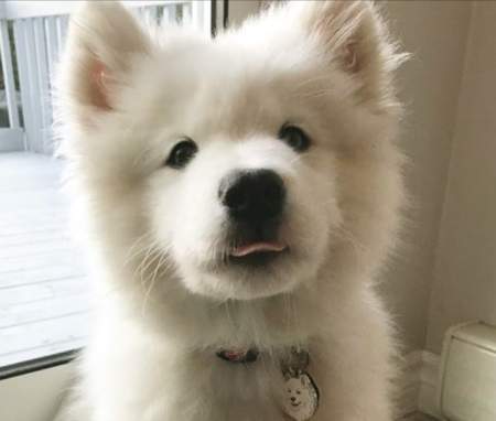 Samojed - pasemski obesek za psa.