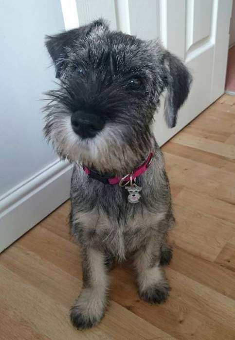 Lottie, standardni Schnauzer z novim obeskom.