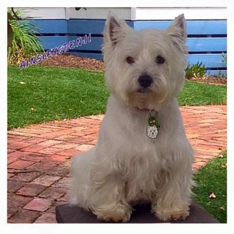 west highland white terrier Benji z novim obeskom.